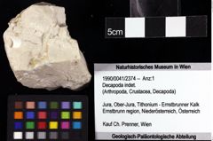 Foto (Objket + Etiketten) von Decapoda indet. 